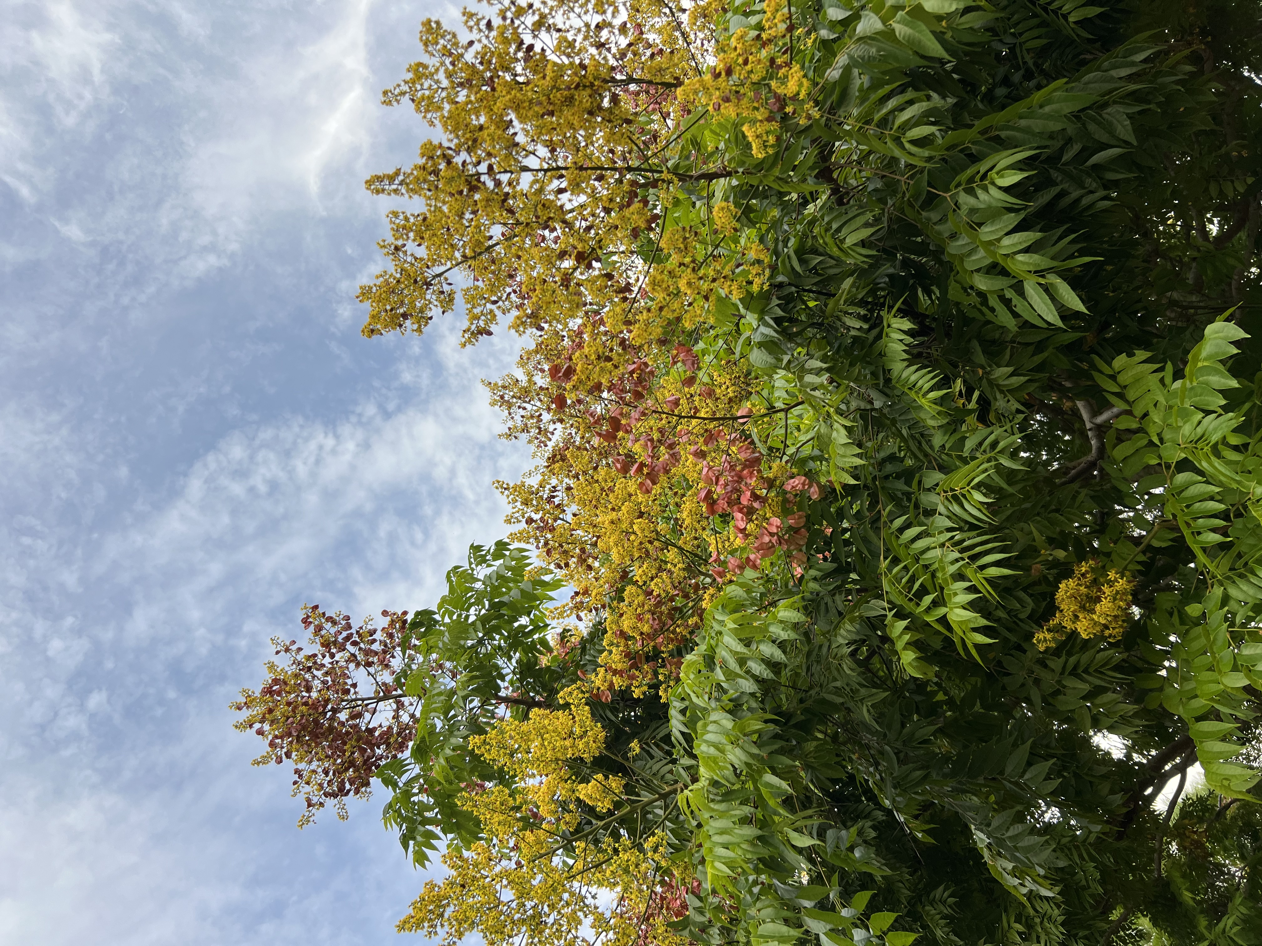 Blooming Chinese flame tree in Florida's October.